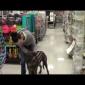 Embedded thumbnail for Tigger at Micheals