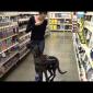 Embedded thumbnail for Tigger at Petsmart