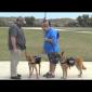 Embedded thumbnail for Basic Obedience at the Beach
